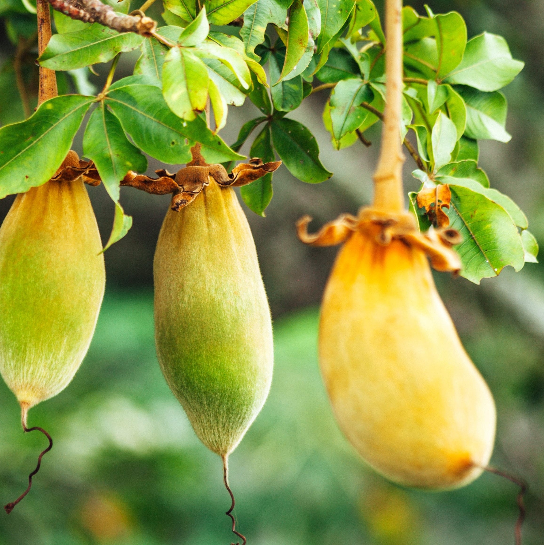 Baobab wachsen in der Natur am Baum