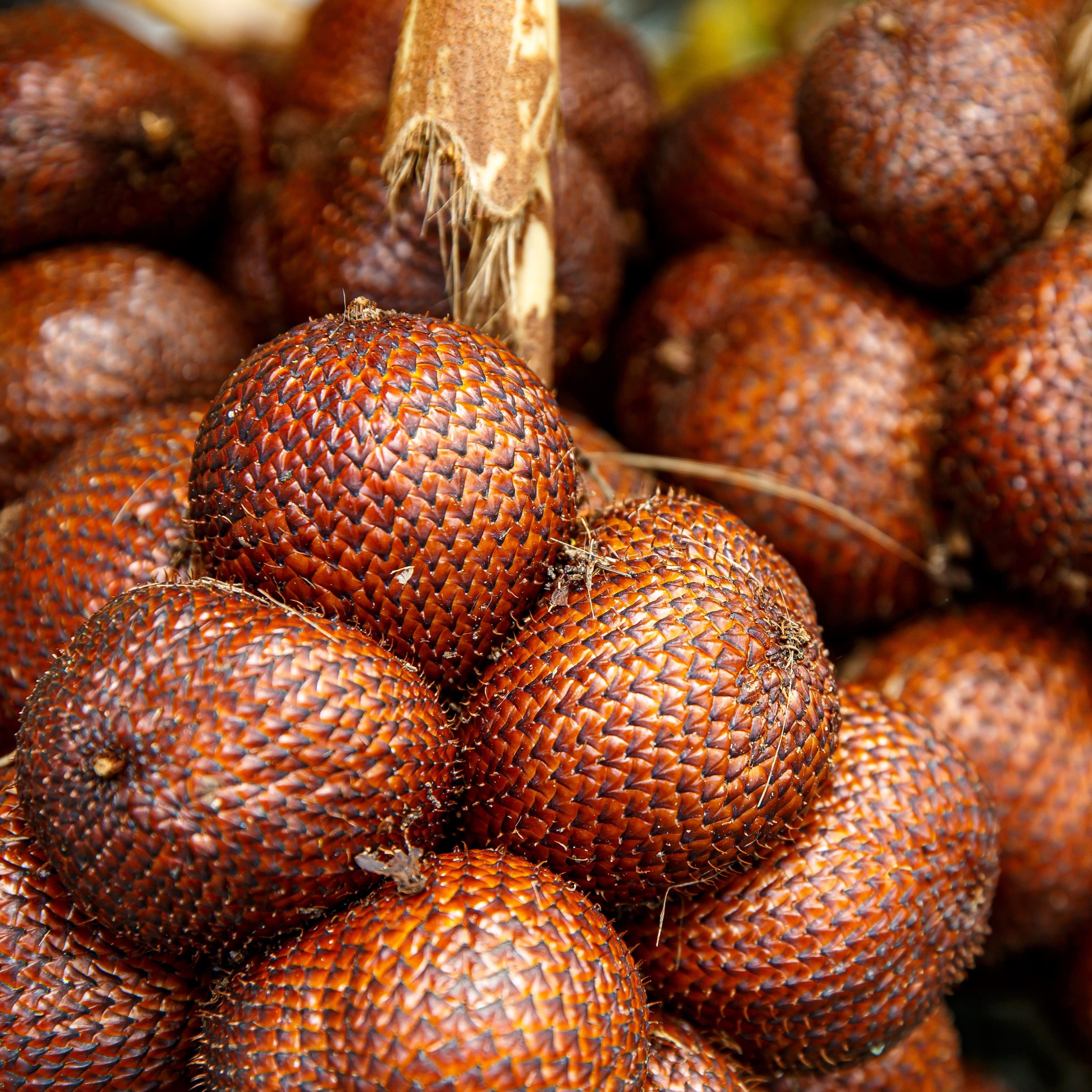 Früchte des Salak in Nahaufnahme